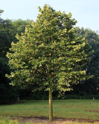 1 61 1