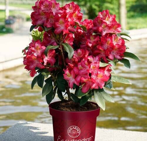 1 61116 rhododendron junifeuer easydendron rhododendron hybride 1 e1612537417627