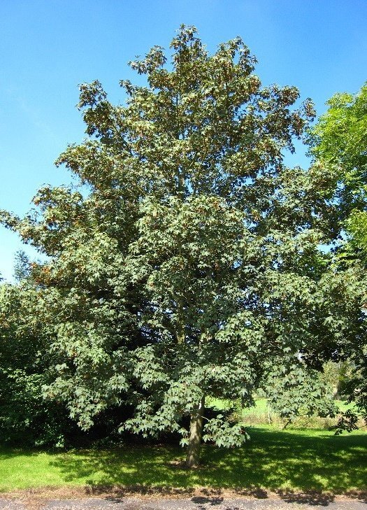 2 6 1
