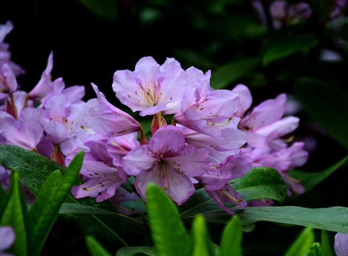 28991 rhododendron hybride inkarho dufthecke lila1 s_origin_img