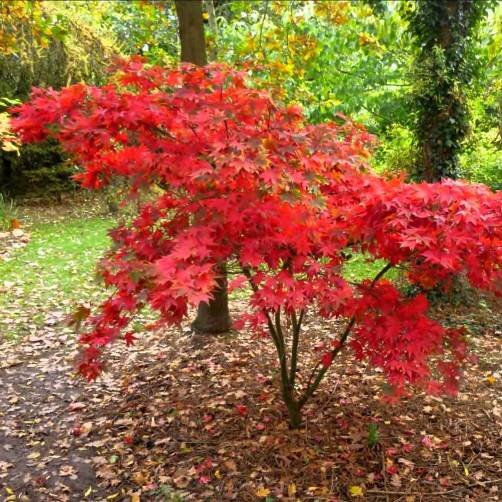 Acer palmatum Autumn Red Acero H. 30 40 cm