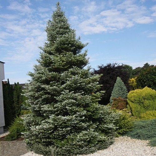 abies_silberlocke