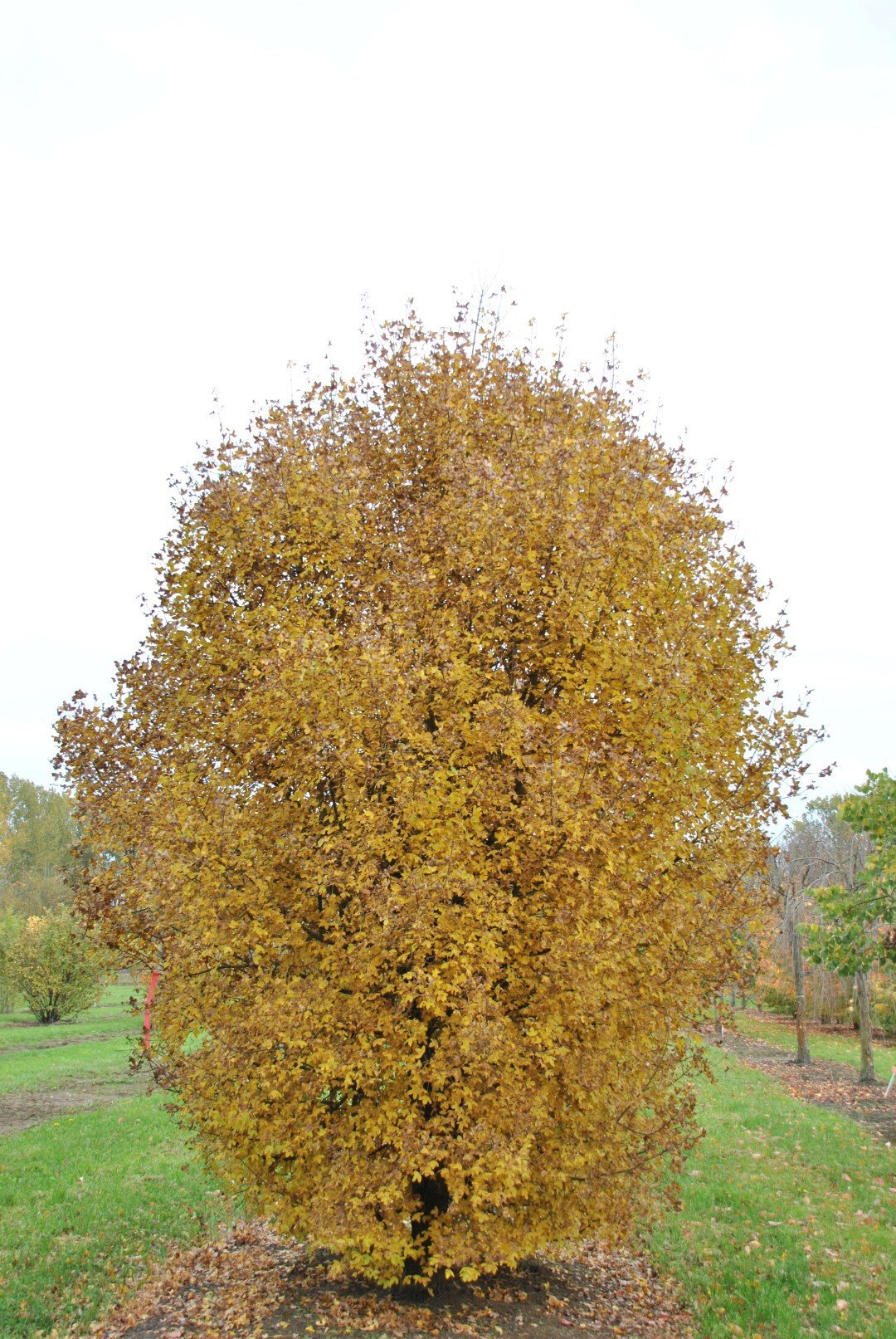 acer monspessulanum