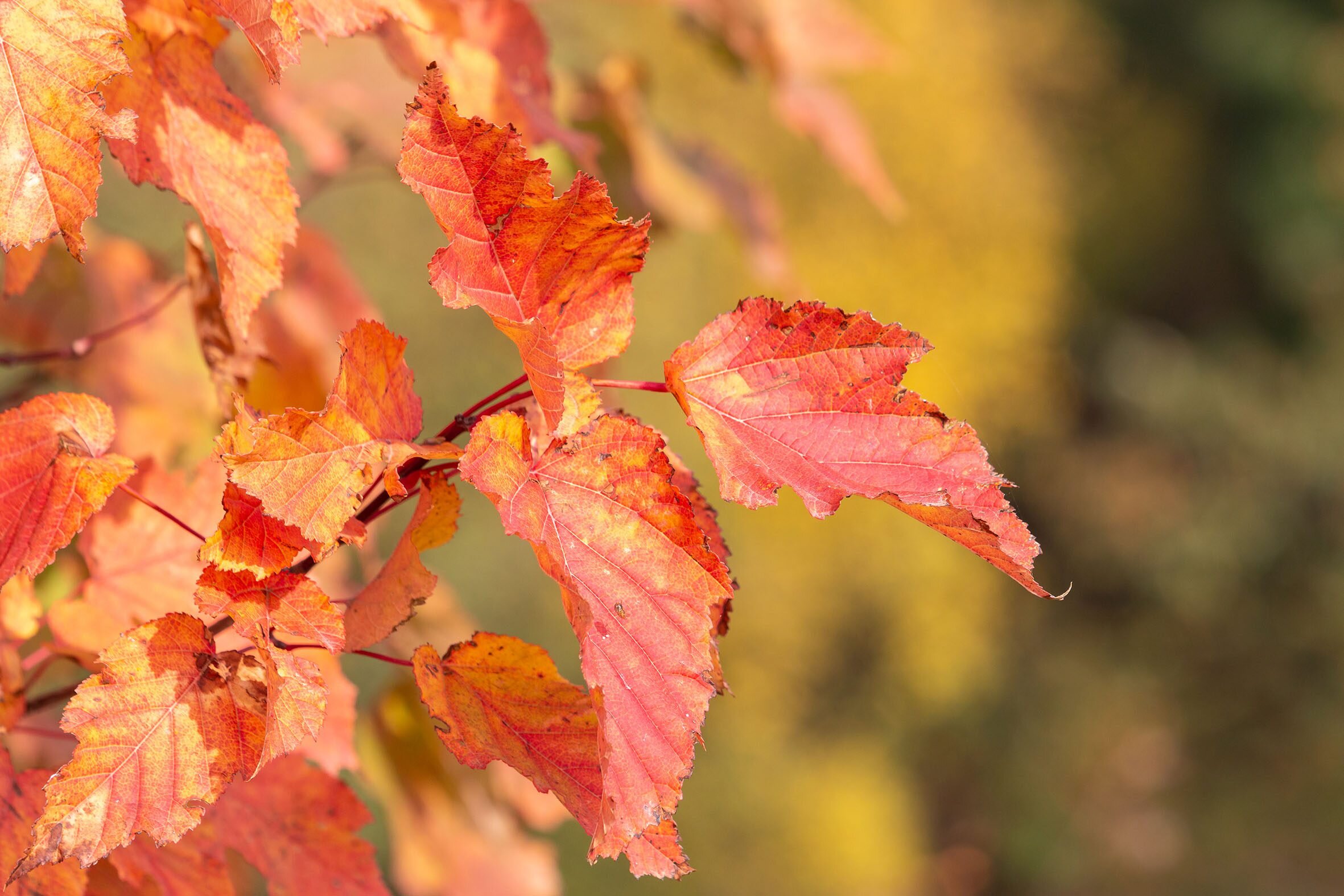 acer tararicum ginnala amur maple tree autumn leaves foliage 3