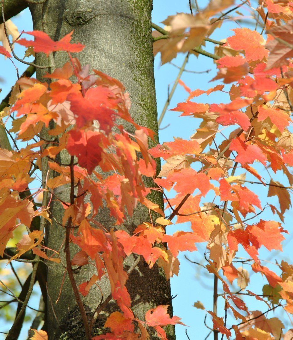 acer_rubrum_schlesingeri_1