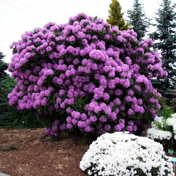catawbiense_grandiflorum 01 1