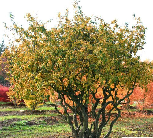 corylus avellana contorta 10398 e1612253741946