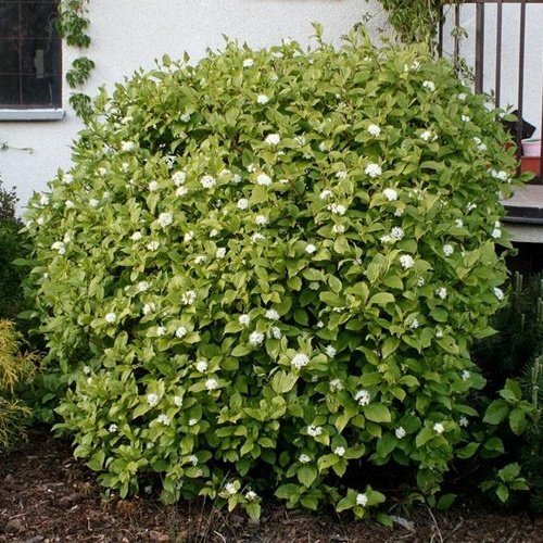 deren sibirica2