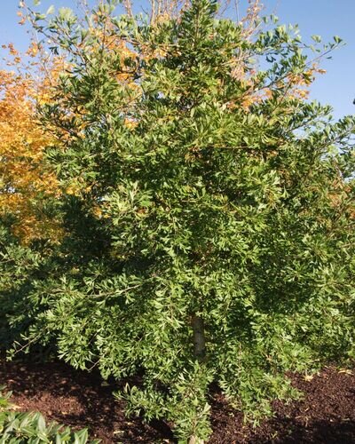 faecherblattbaum tubifolia m086433_w_3