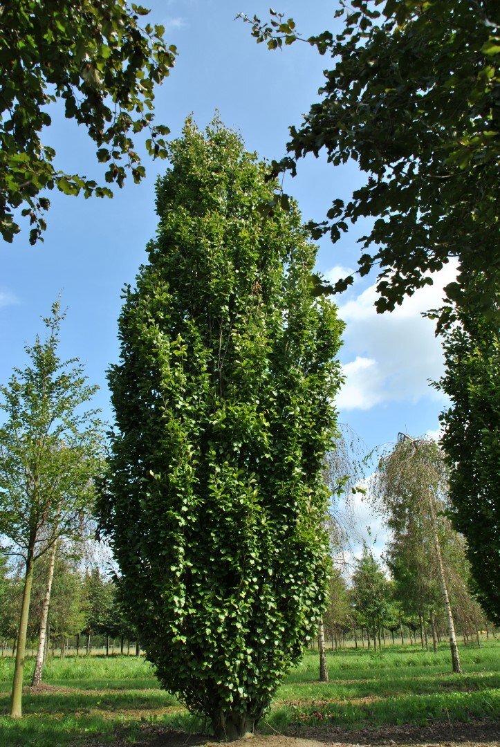 fagus sylvatica dawyck gold