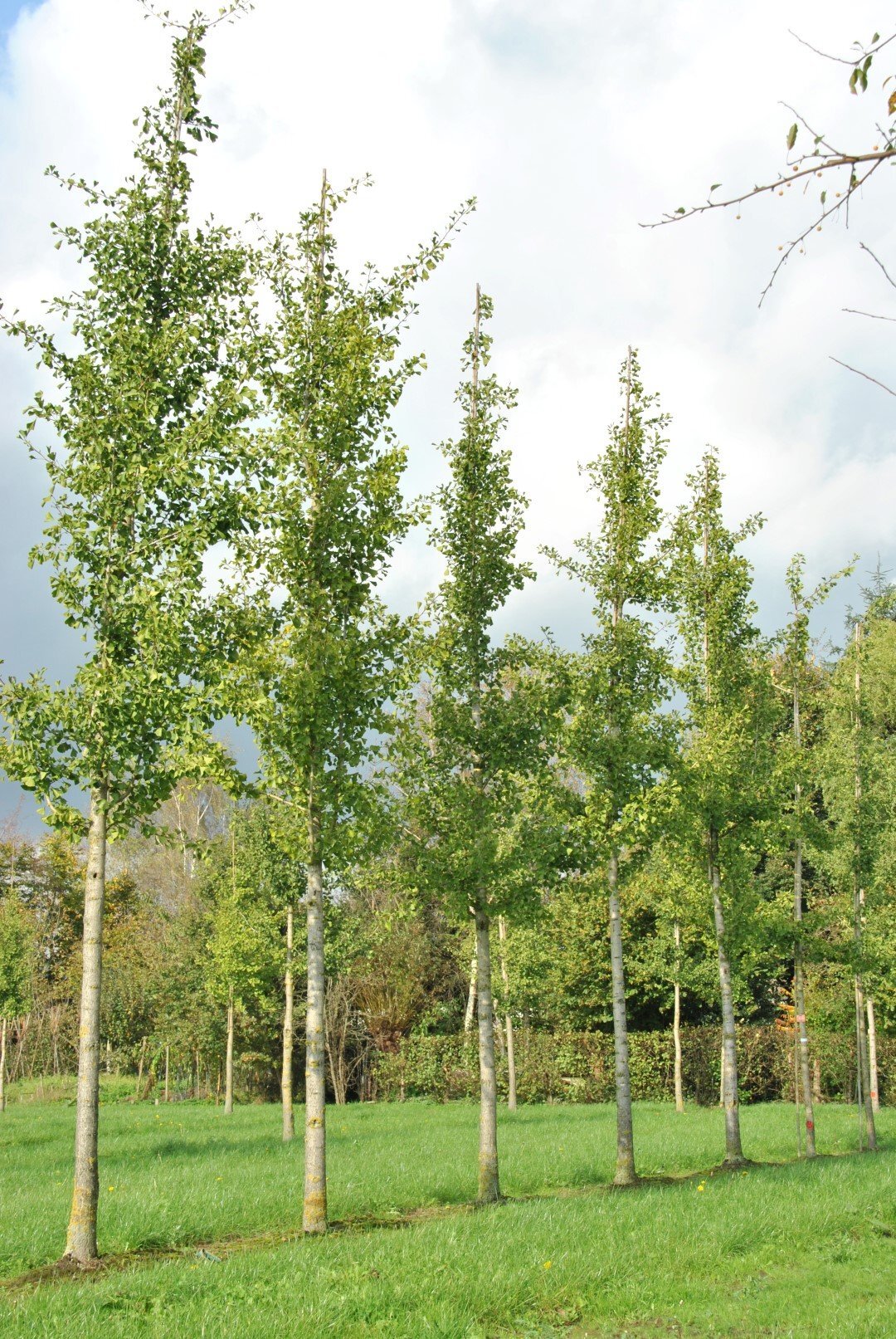 ginkgo biloba fastigiata
