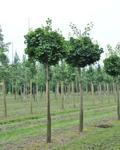ginkgo_biloba_globus_1