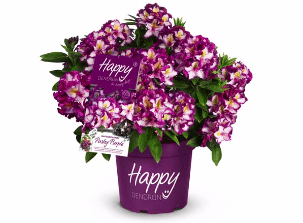 happydendron pushy purple