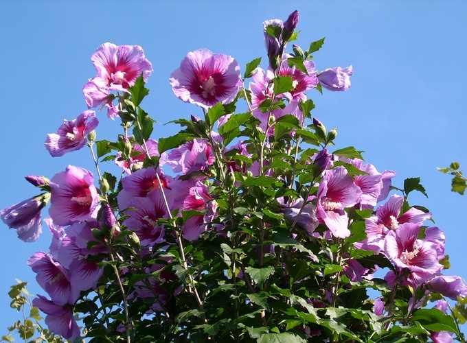 hibiscus syriacus purple pillar – photo van aart boomkwekerijen