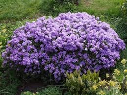 images 1