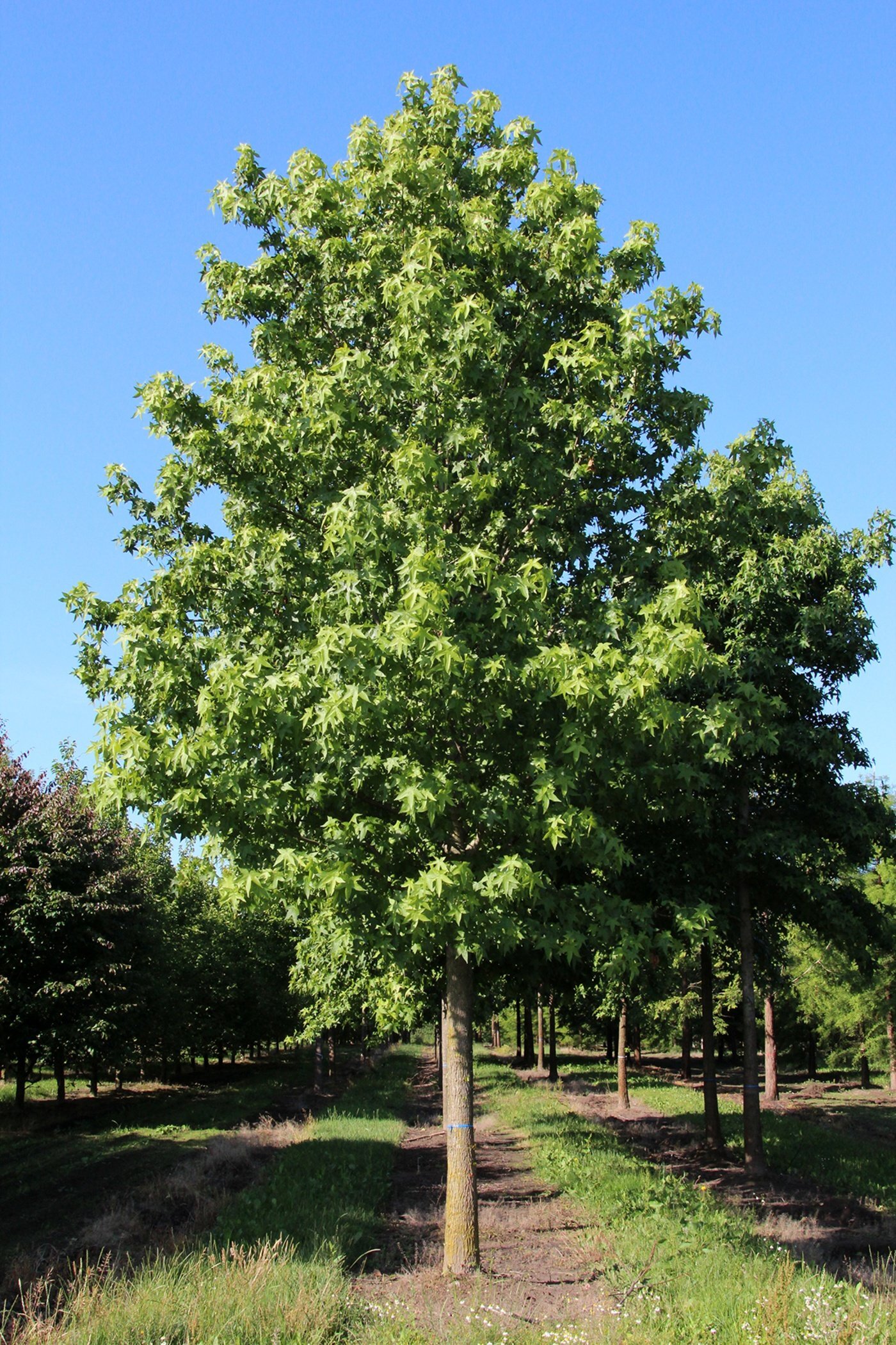 liquidambar styraciflua high stem 1
