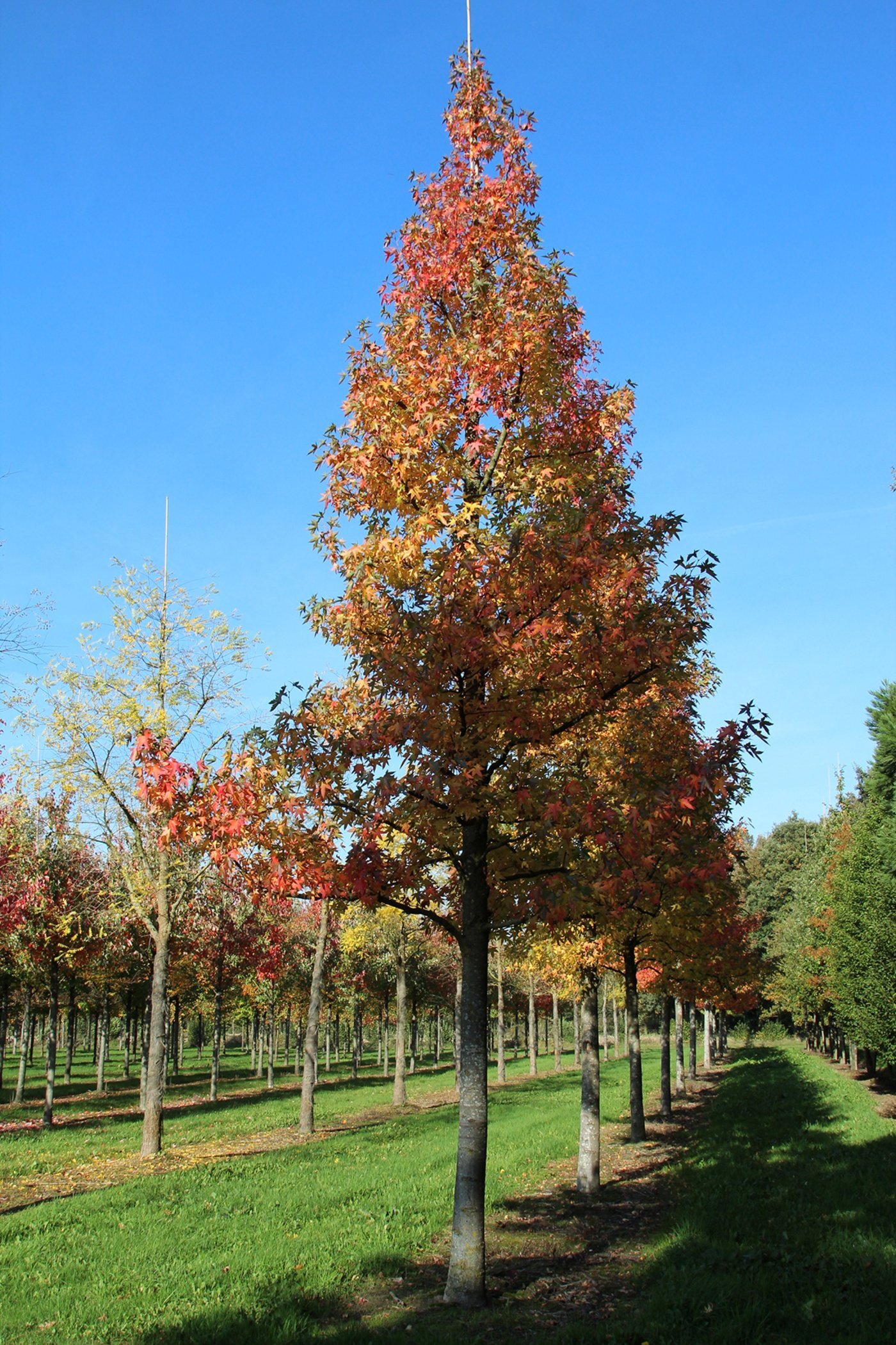 liquidambar styraciflua worplesdon high stem 3