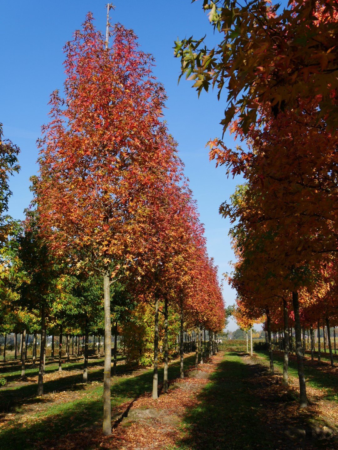 liquidambar_styraciflua_stared 2