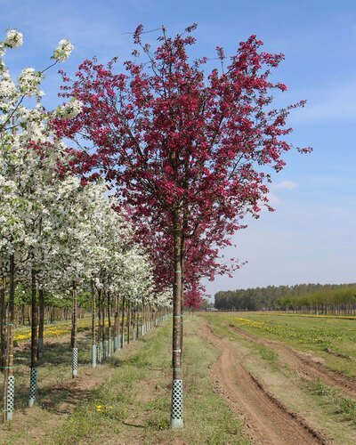 malus mokum high stem 11
