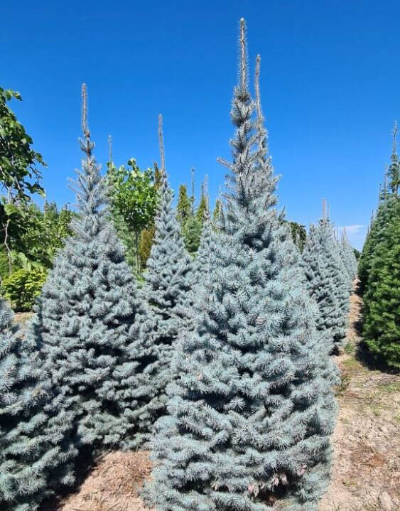 picea1