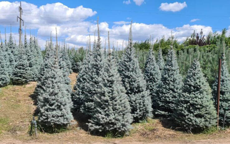 picea2