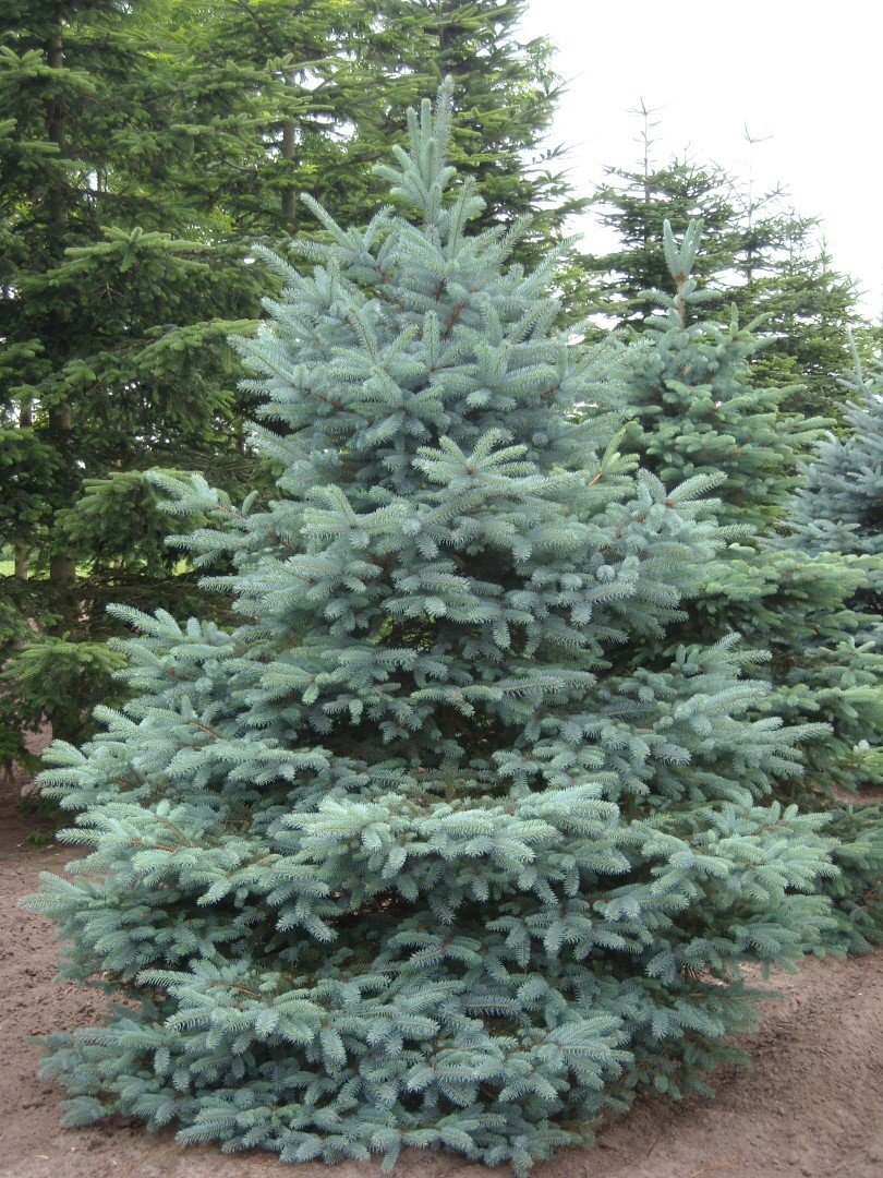 picea_pungens_glauca_2
