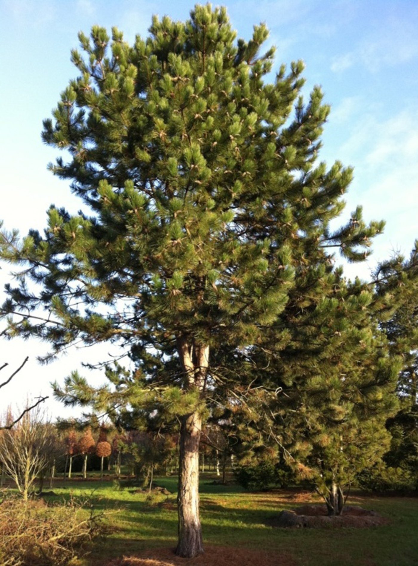 pinus nigra high stem 3