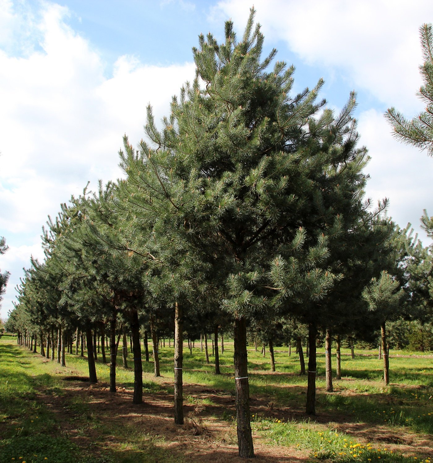 pinus sylvestris high stem 5