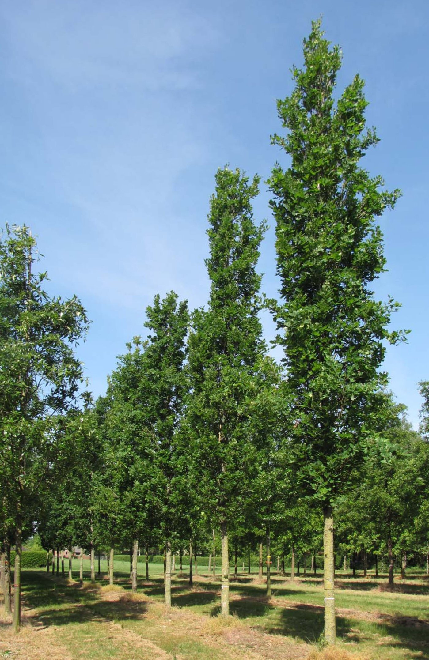quercus robur fastigiate koster high stem 3