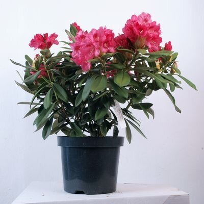 rhodo_big_sneezy 1