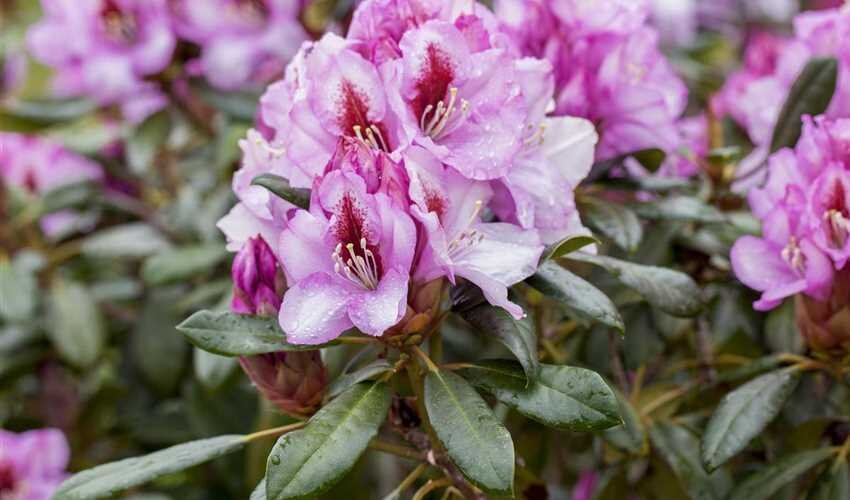 rhododendron diadem 850x500 proportionalsmallest 1 1