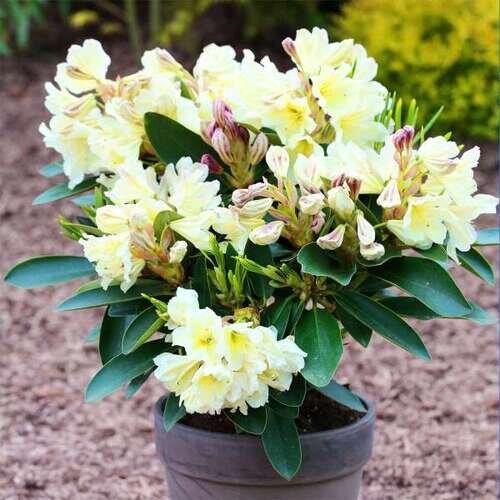 rhododendron hybride gelbe dufthecke topf_600x600