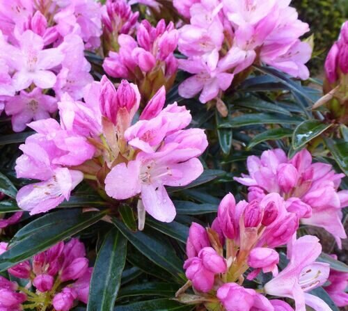 rhododendron ponticum graziella__13836 e1613392052700