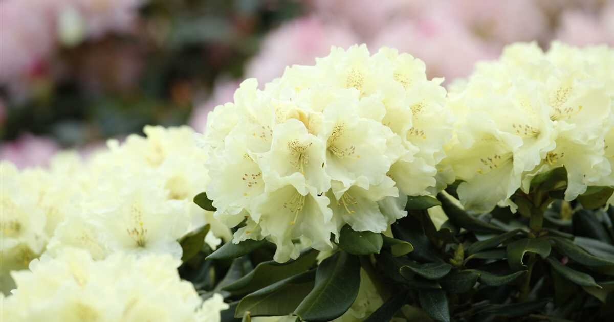 rhododendron yakushimanum flava 1200x630 proportionalsmallest 2