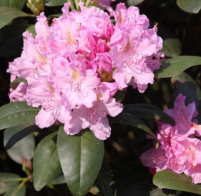 rhododendron_hybride_dietrich_origin_img