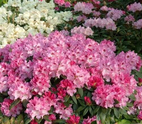 rhododendron_yakushimanum_bad_zwischenahn_2009_1837_q 850x850 proportionalsmallest e1612792263347