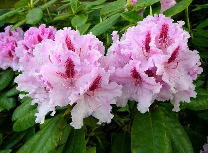rododendron gibridnyj progres da5075cf