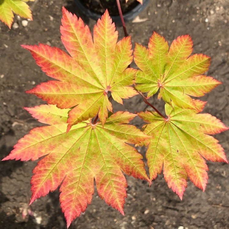 s13001 acer_japonicum_vitifolium img_0242 750_x_750_1