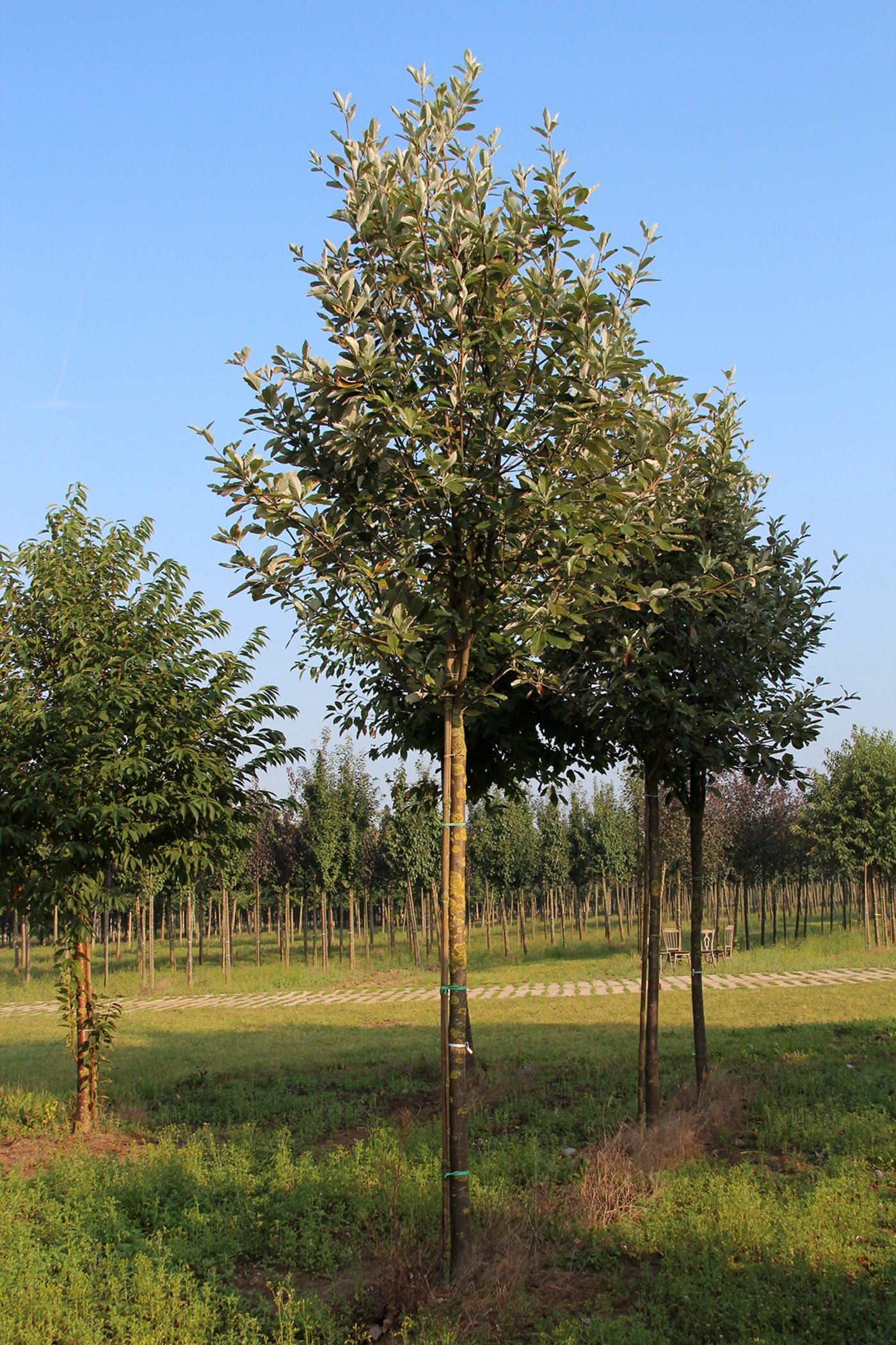 sorbus aria magnifica high stem 2