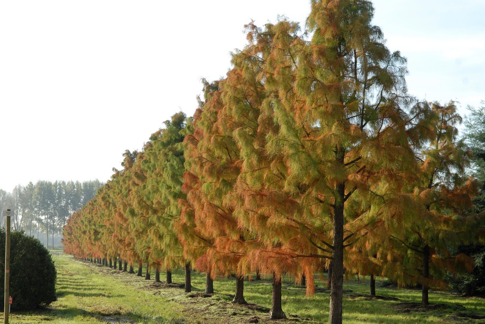 taxodium distichum nutans