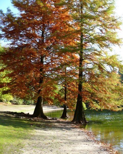 taxodium_distichum_1