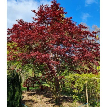 Acer palmatum Bloodgood