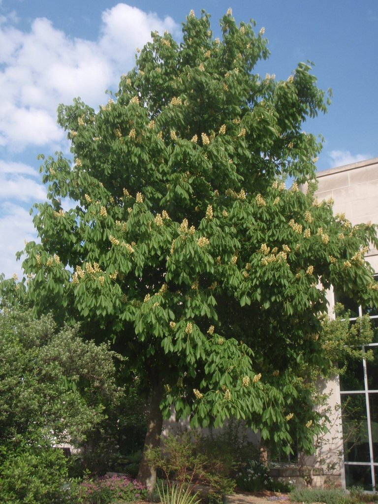 Aesculus_octandra_fu_ZnflTkPysx48