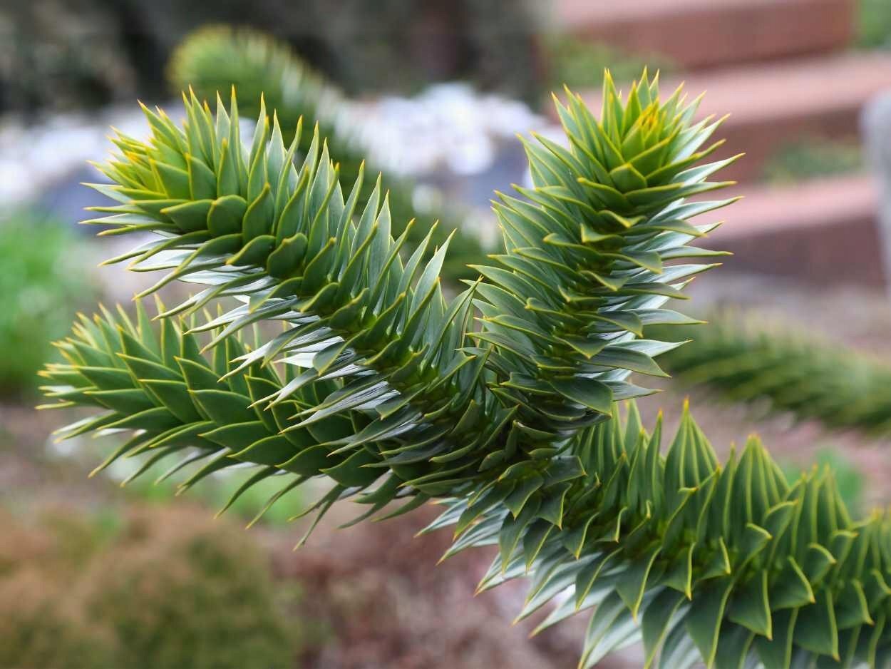 Araukaria chilijska MALPIE DRZEWO Araucaria araucana C1 5