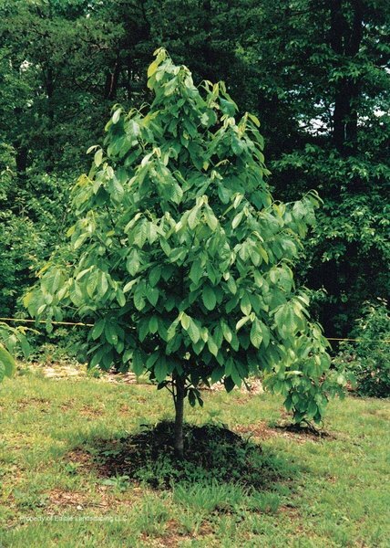 Asimina_triloba_Sunflower_leaves_ediblelandscaping_ccby20
