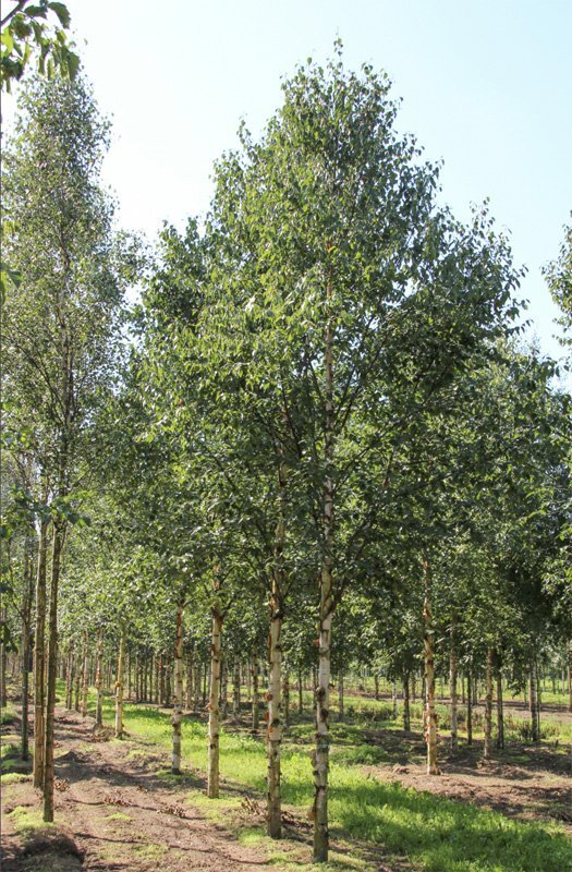 Betula Albosinensis Facination Chinese Red Birch shape JPG