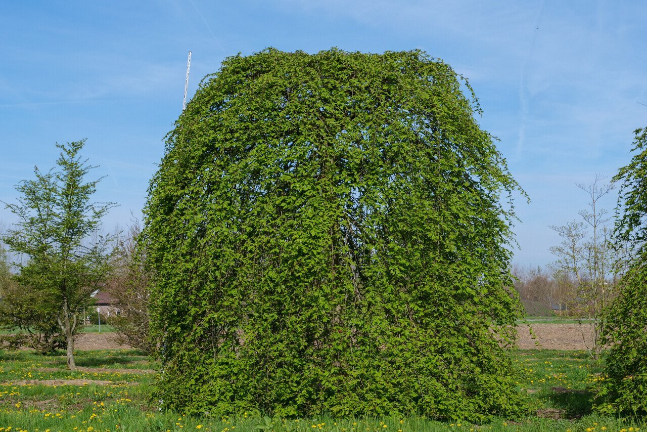 Carpinus betulus Pendula
