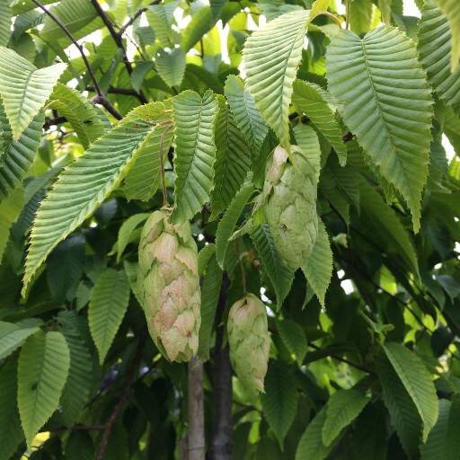 Carpinus japonica Chinese Lantern Carpino H. 60 cm