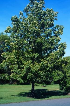 Carya cordiformis