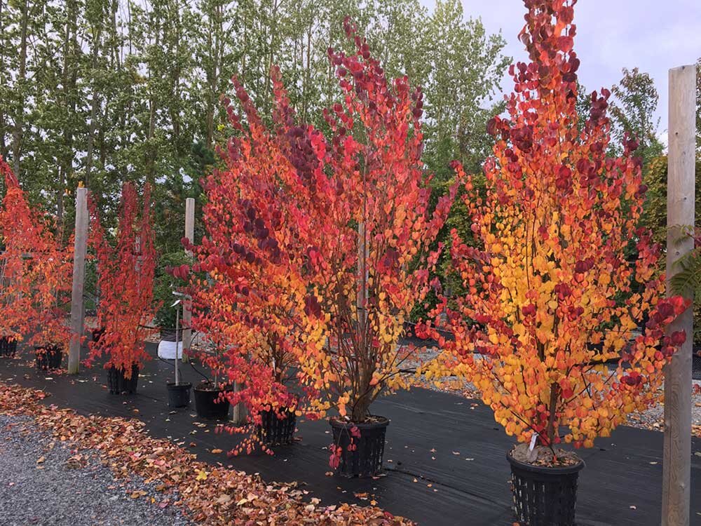 Cercidiphyllum japonicum fk Goteborg katsura host